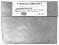 Uromyces lineolatus image
